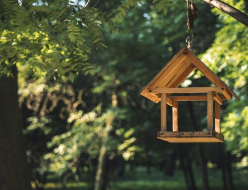 Bird Care – Coming Soon